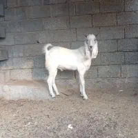 فروش چپشت پاکستانی|حیوانات مزرعه|منوجان, |دیوار