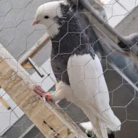 کفتر طوقی|پرنده|قائن, |دیوار