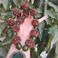 میخک خوش بو|بدلیجات|لردگان, |دیوار