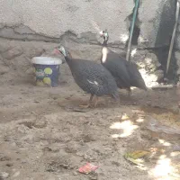 2 تا مرغ شاخدار