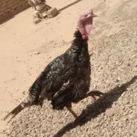 بوقلمون