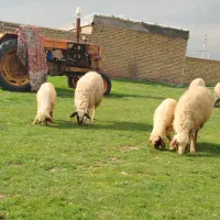 میش وبره سنجابی ناب