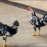 فروش جفت خروس گلین چهل تاج اصیل و ریش‌دار