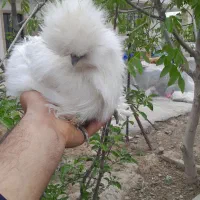 مرغ ابریشی نژاد اصل