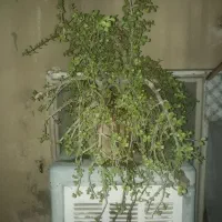 گیاه کراسولای خلفه ایی مولد
