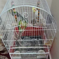 عروس هلندی گرینچیک کوتوله