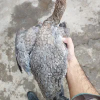 جوجه مرغ لاری|حیوانات مزرعه|قائم‌شهر, |دیوار