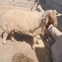 شهرستان کرخه خاشیه دز|حیوانات مزرعه|اهواز, دغاغله|دیوار