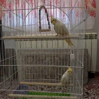 یه جفت عروس هلندی با قفس|پرنده|قزوین, |دیوار