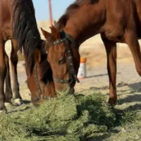 نگهبان برای شهرستان