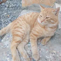 1000000|گربه|کهنوج, |دیوار