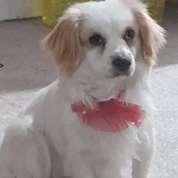 سگ پاپی پامرواشمیتز