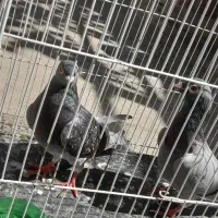 کفتر|پرنده|مشهد, رسالت|دیوار