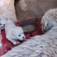 نژادشیتزو تریر|سگ|قزوین, |دیوار