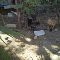 مرغ و خروس پاکوتاه کاکلی و پاپر