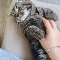 گربه