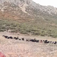 ۵ تا بز دزدیده شده