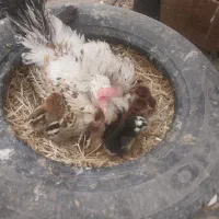 تخم مرغ نطفه دار|حیوانات مزرعه|یزد, |دیوار