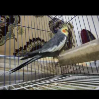 عروس هلندی نر