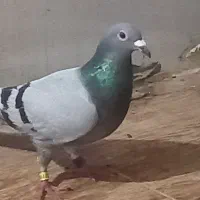 کبوتر پلاکی
