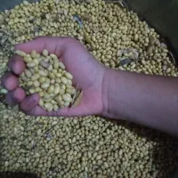 فروش دانه های روغنی برای کوکو،سویا،نخود پشمی