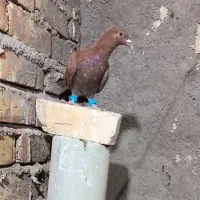 کبوتر سرخ