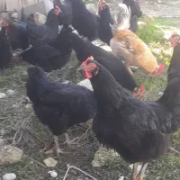 مرغ درشت بلک استار آلمانی