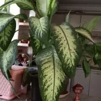 گل دیفن باخیا