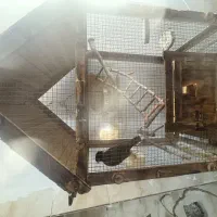 مرغ مینای رام وسخنگو
