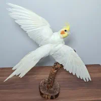 عروس هلندی تزئینی و دکوری