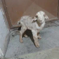 بزغاله شیری|حیوانات مزرعه|اصفهان, قائمیه|دیوار