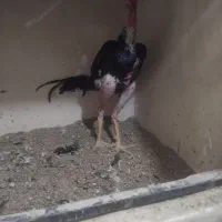 خروس لاری ترک افغان|حیوانات مزرعه|هشتگرد, سعید آباد|دیوار