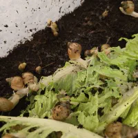 حلزون رایگان مجانی