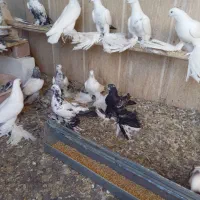 کبوتر توحلی|پرنده|آذرشهر, |دیوار