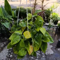 گل های آپارتمانی