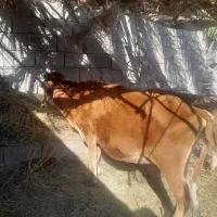 هردوتا بخورجنس خوب|حیوانات مزرعه|گنبکی, |دیوار