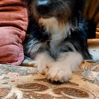 سگ پا کوتاه|سگ|فیروزه, |دیوار