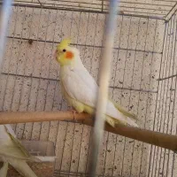 عروس هلندی