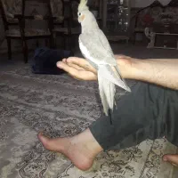 فروش تعدادی عروس هلندی یکجا