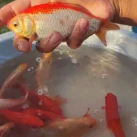 ماهی مولد|ماهی|سبزوار, صالح آباد|دیوار