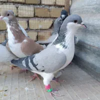 کبوتر|پرنده|دشتابی, |دیوار