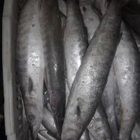 ماهی تازه|ماهی|اندیمشک, |دیوار