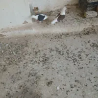 کبوتر المانی