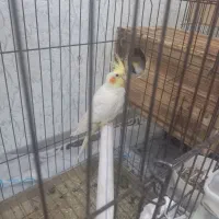 عروس هلندی نروماده بالغ