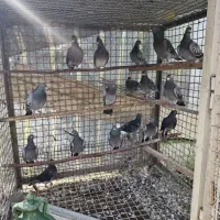 کبوتر مسافتی