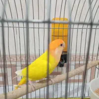 کوتوله برزیلی ماده معاوضه