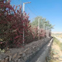 باغ و باغچه