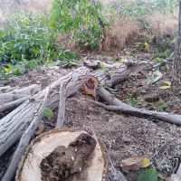 خریدارچوب انواع درختان|خدمات باغبانی و درختکاری|تویسرکان, |دیوار