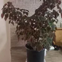 گل حسن یوسف