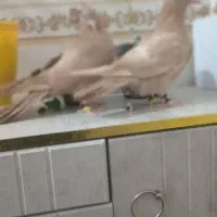 سینه زرد|پرنده|شوشتر, |دیوار